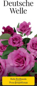 Розы саженцы флорибунда Deutsche Welle