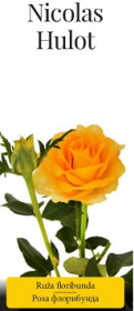 Розы саженцы флорибунда Nicolas Hulot
