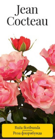 Розы саженцы флорибунда Jean Cocteau