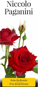 Розы саженцы флорибунда Niccolo Paganini