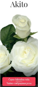 Розы саженцы чайно-гибр Akito