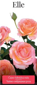 Розы саженцы чайно-гибр Elle