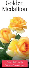 Розы саженцы чайно-гибр Golden Medallion