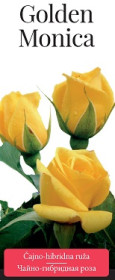 Розы саженцы чайно-гибр Golden Monica