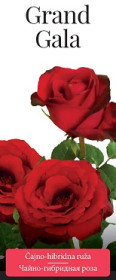 Розы саженцы чайно-гибр Grand Gala