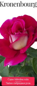 Розы саженцы чайно-гибр Kronenbourg