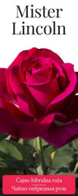Розы саженцы чайно-гибр Mister Lincoln