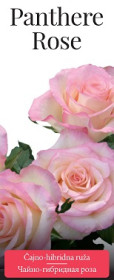 Розы саженцы чайно-гибр Panthere Rose