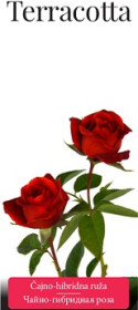 Розы саженцы чайно-гибр Terracotta
