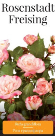 Розы саженцы грандифлора Rosenstadt Freising