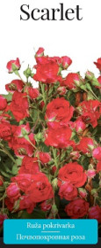 Розы саженцы почвопокровная Scarlet
