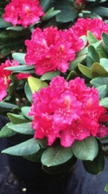 Саженец рододендрона гибридного микс в конт. С2 (Зеленый горизонт ФХ)