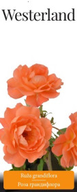 Розы саженцы грандифлора Westerland