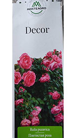 Розы саженцы плетистая Decor