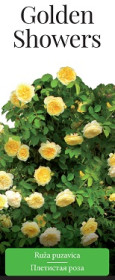 Розы саженцы плетистая Golden Showers