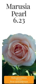 Розы саженцы грандифлора Marusia Pearl