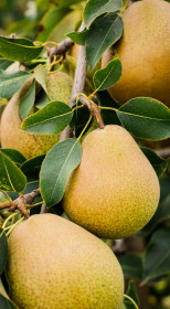 Саженец груши Завея, ОКС (Новатор Сад КХ)