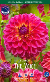 Георгина The Voice (Lefeber)