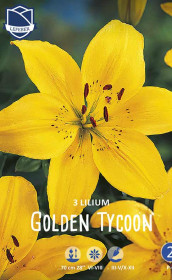 Лилия Golden Tycoon (Lefeber)