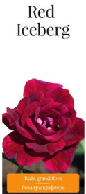 Розы саженцы грандифлора Red Iceberg