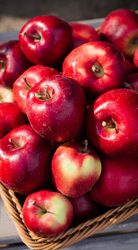 Саженец яблони Глостер, ОКС (НС)