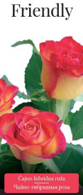 Розы саженцы чайно-гибр Friendly