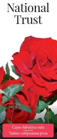 Розы саженцы чайно-гибр National Trust