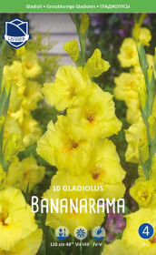 Гладиолус Bananarama (Lefeber)