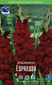 Гладиолус Espresso (Lefeber)