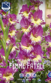 Гладиолус Femme Fatale (Lefeber)