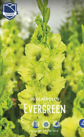 Гладиолус Evergreen (Lefeber)