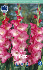 Гладиолус Minsk (Lefeber)