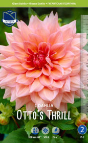 Георгина Otto's Thrill (Lefeber)