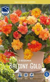 Бегония Balcony Gold (Lefeber)