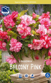 Бегония Balcony Pink (Lefeber)