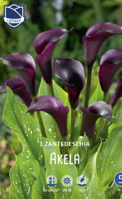 Калла Akela (Lefeber)