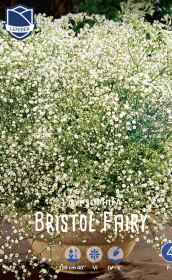 Гипсофила Bristol Fairy (Lefeber)
