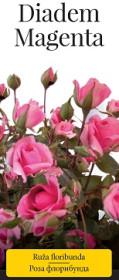 Розы саженцы флорибунда Diadem Magenta