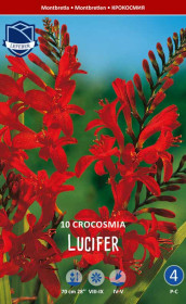 Крокосмия Lucifer (Lefeber)