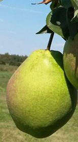 Саженец груши Большая летняя, ОКС (НС)