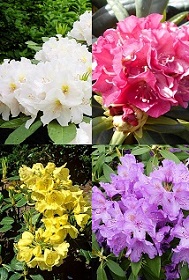 Саженец рододендрона гибридного в конт.С2 (Зеленый горизонт ФХ)