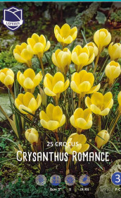 Крокусы chrysanthus Romance (Lefeber)