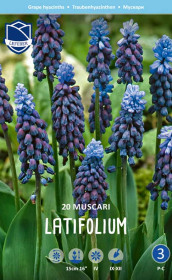 Мускари latifolium (Lefeber)