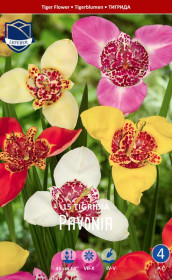 Тигридия pavonia (Lefeber)