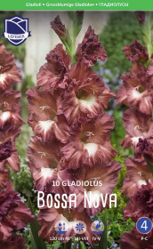 Гладиолус Bossa Nova (Lefeber)
