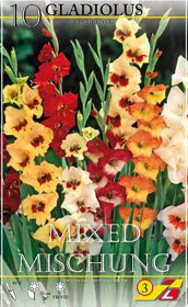 Гладиолус Butterfly Mixed Colours (Lefeber)