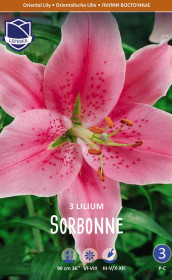 Лилия Sorbonne (Lefeber)