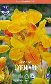 Канна Carnival (Lefeber)