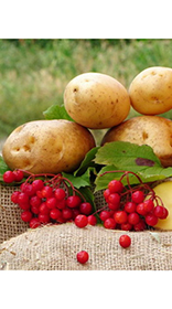 Картофель семенной Овация