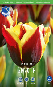 Тюльпаны Gavota (Lefeber)